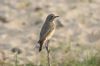 Redstart at Gunners Park (Steve Arlow) (146246 bytes) Redstart at Gunners Park (Steve Arlow) (146246 bytes)